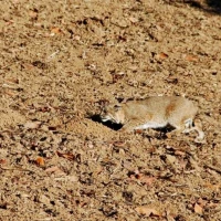 4   Bobcat Stalking prey 1 Kathleen Rose