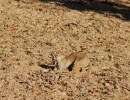5   Bobcat attacking prey 2 Kathleen Rose