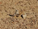 7   Bobcat Picking Up Its Prey   4