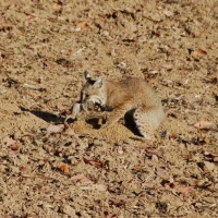 7   Bobcat Picking Up Its Prey   4