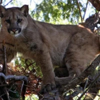 9   Yearling Puma Kitten in a Tree