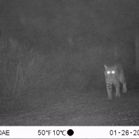 COE01A bobcat 01260053