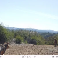 COE01A greyfox bobcat 05214159
