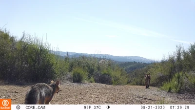 COE01A greyfox bobcat 05214159 COE01A greyfox bobcat 05214159