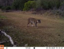 COE02B bobcat 02280046