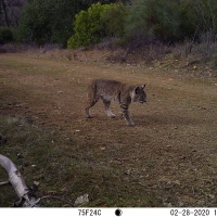 COE02B bobcat 02280046