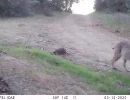 DIA09A bobcat 03120387