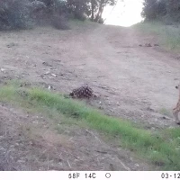 DIA09A bobcat 03120387