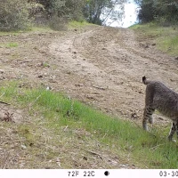 DIA09A bobcat 03300710