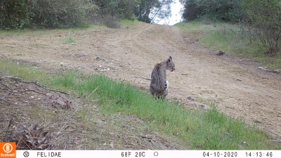 DIA09A bobcat 04100903 DIA09A bobcat 04100903