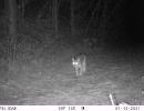 PRS12D bobcat 01120544