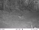 PRS12D bobcat 01180304