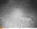 PRS29A bobcat 3 