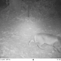 PRS29A bobcat 3 