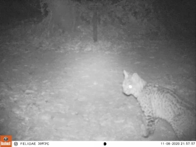 PRS29A bobcat 7 PRS29A bobcat 7