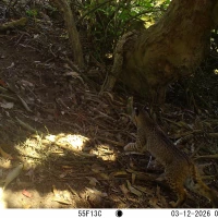 PRS34A bobcat 03120146