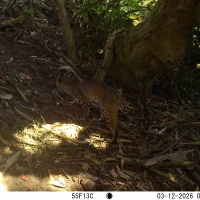 PRS34A bobcat 03120148