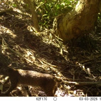 PRS34A boobcat 03030833