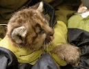 Puma Kitten Being Fitted with Expandable VHF Collar