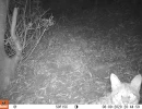 SCP01A bobcat 08090020