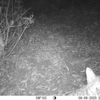 SCP01A bobcat 08090020