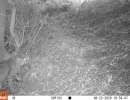 SCP01A bobcat 08220284