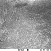SCP01A bobcat 08220284