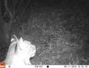 SCP01A bobcat 09170151