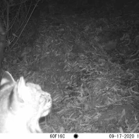 SCP01A bobcat 09170151