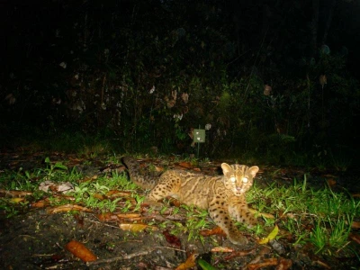 12   Marbled Cat Resting in Front of the Camera