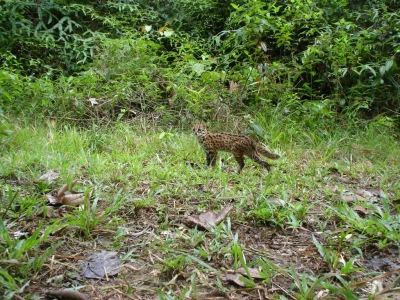 13   Vigilant Marbled Cat in Borneo