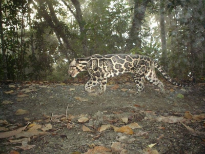 14   Bornean Clouded Leopard Traveling