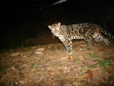 15   Bornean Clouded Leopard Caught on a Remote Camera