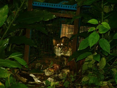 7   Leopard Cat in Cage Before Being Fitted with a GPS Collar