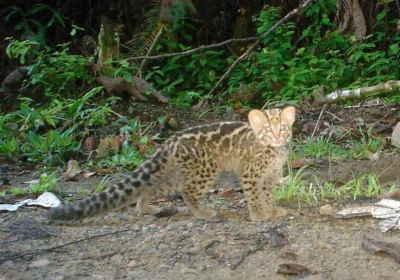 Borneo Wild Cat Project