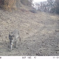 COE03D bobcat 11010107