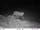 DIA bobcat 02160604