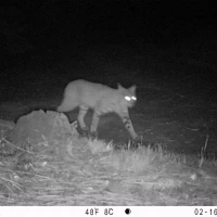 DIA bobcat 02160604