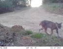 DIA bobcat 02270773