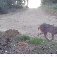 DIA bobcat 02270773