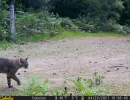 MWD202103A bobcat 04230130