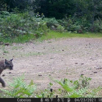 MWD202103A bobcat 04230130