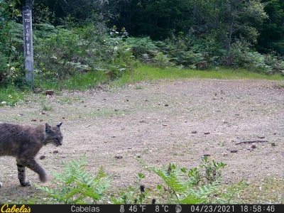 MWD202103A bobcat 04230130 MWD202103A bobcat 04230130