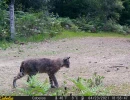 MWD202103A bobcat 04230131