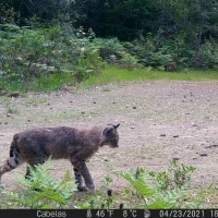 MWD202103A bobcat 04230131