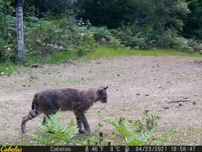 MWD202103A bobcat 04230131 MWD202103A bobcat 04230131