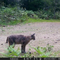 MWD202103A bobcat 04230132