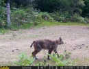 MWD202103A bobcat 04230133