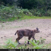MWD202103A bobcat 04230133
