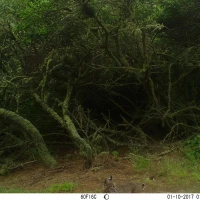 PLT01A bobcat 01100134